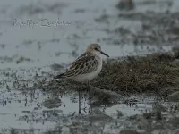 Kleine Strandloper [Calidris minuta]